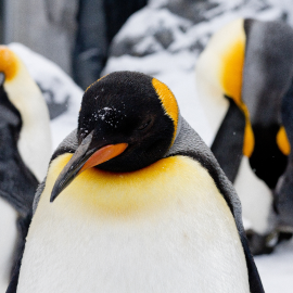 Linux asset